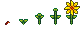 Growth stages of Sunpetal