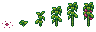 Growth stages of Dragon Fruit
