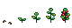 Growth stages of Emberberry