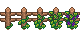 Growth stages of Grapes