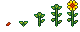 Growth stages of Sunflower
