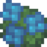 Hydrangea