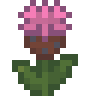 Common Knapweed