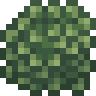 Winter Creeper