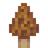 Morel