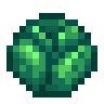 Cabbage